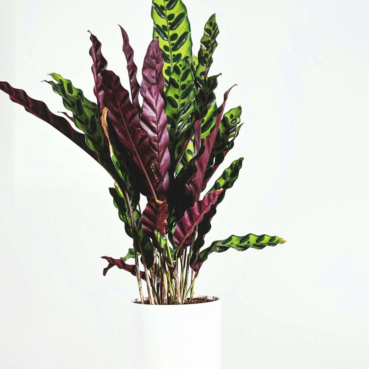 Calathée - Calathea 'Wavestar' - Hauteur 90cm - ⌀27cm