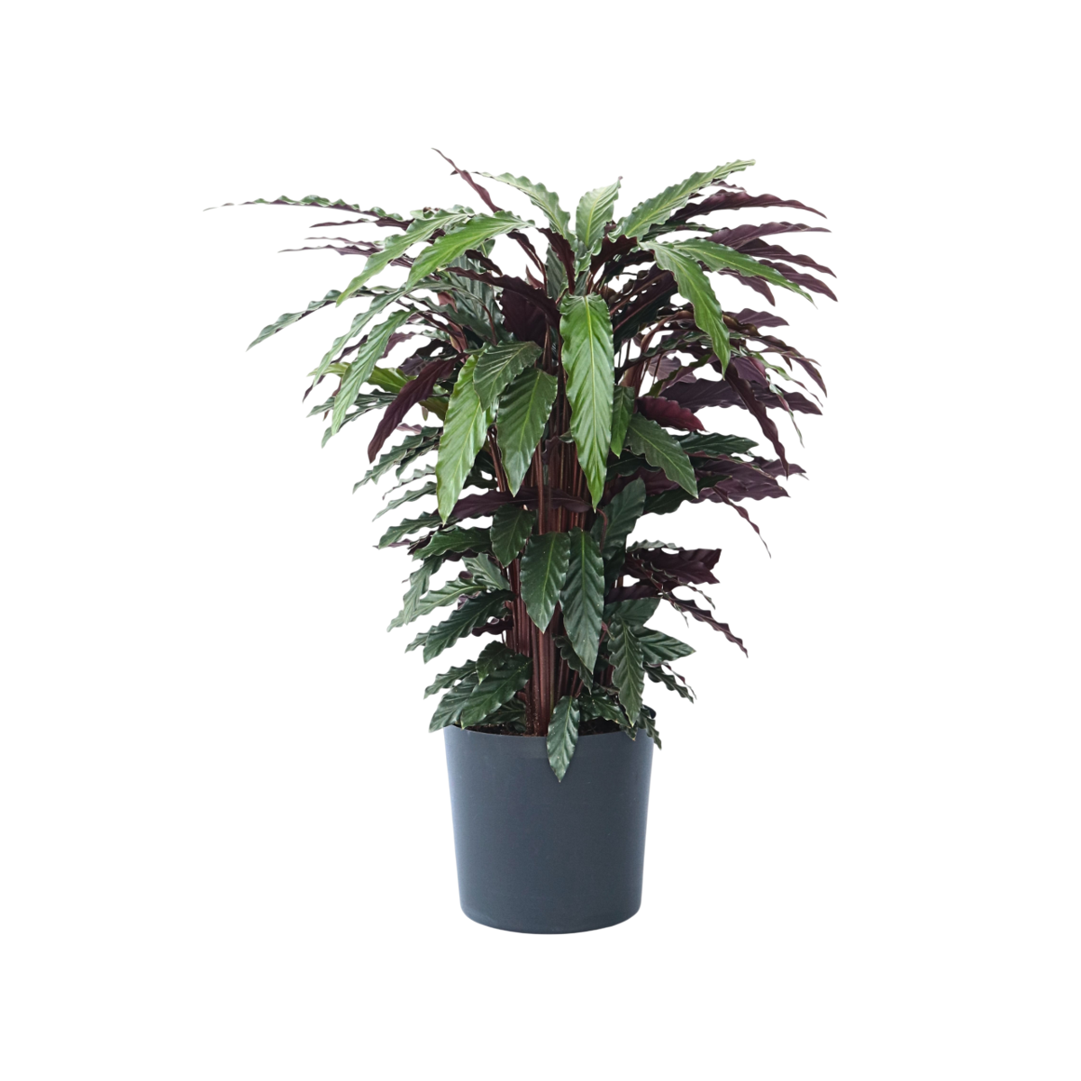 Calathée - Calathea 'Wavestar' - Hauteur 90cm - ⌀27cm