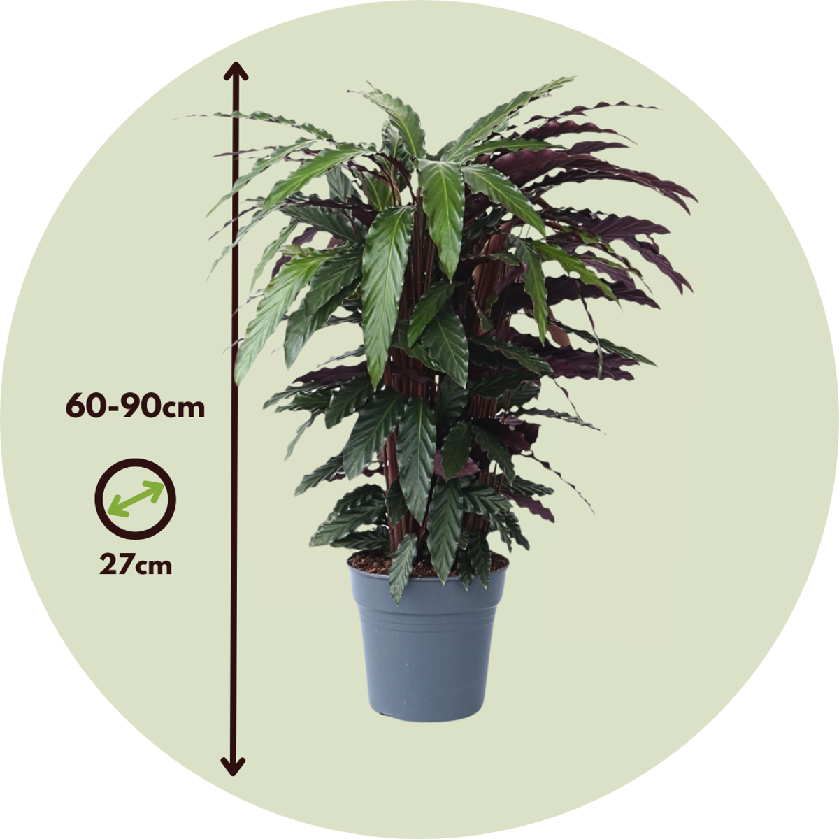 Calathée - Calathea 'Wavestar' - Hauteur 90cm - ⌀27cm