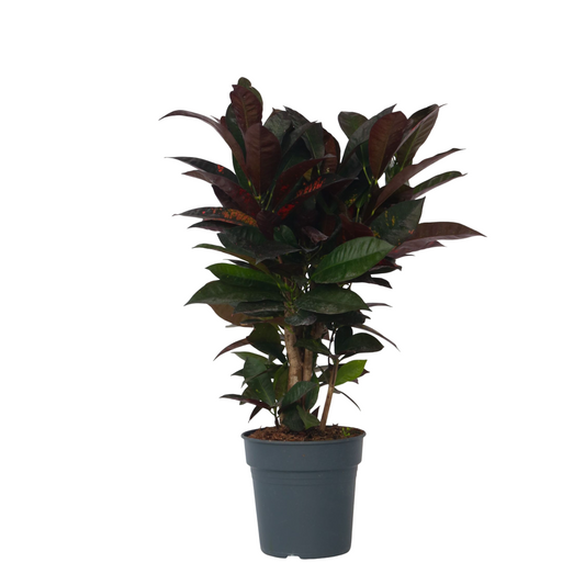 Croton - Codiaeum variegatum 'Mrs. Iceton' - Hauteur 60-70cm - ⌀19cm