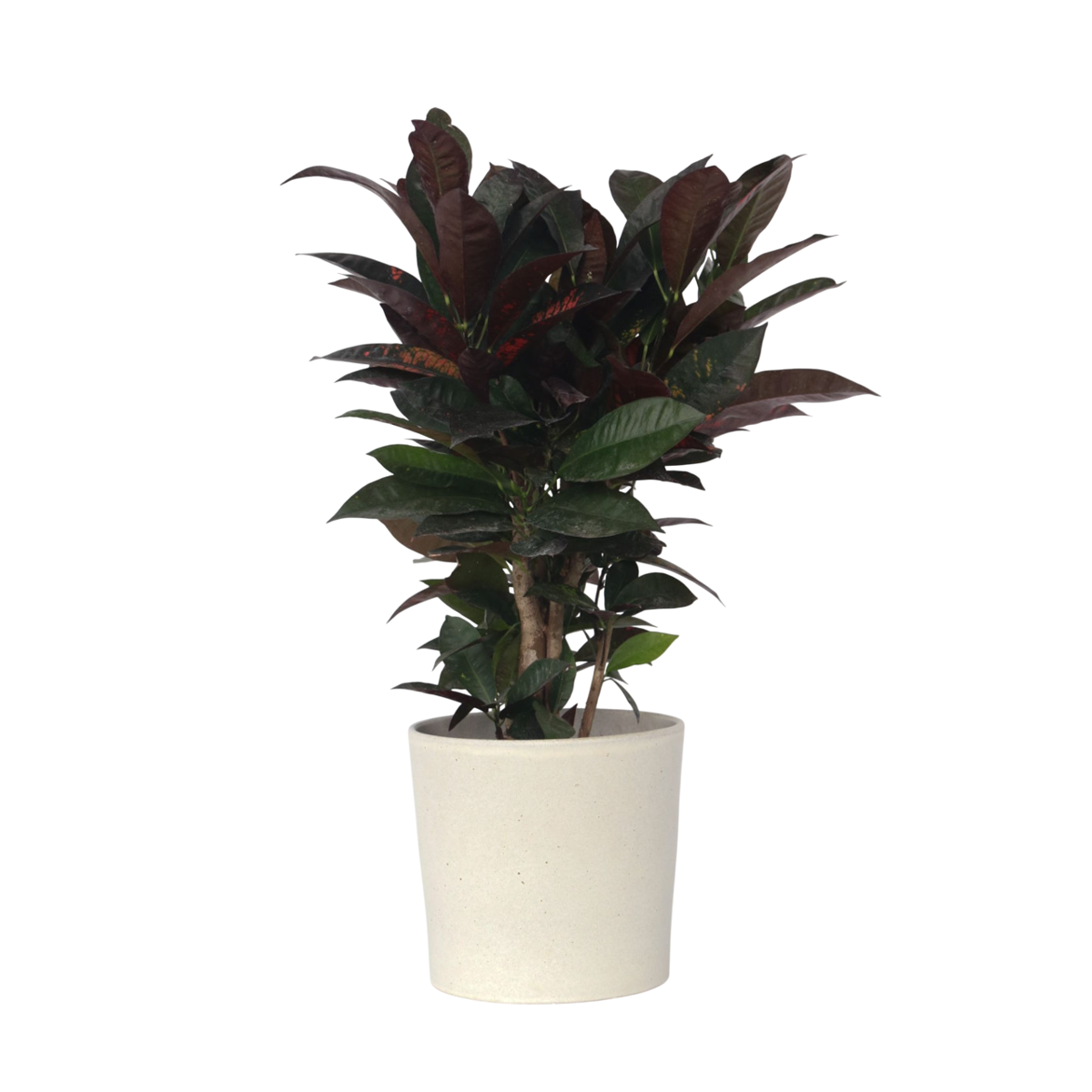 Croton - Codiaeum variegatum 'Mrs. Iceton' - Hauteur 60-70cm - ⌀19cm
