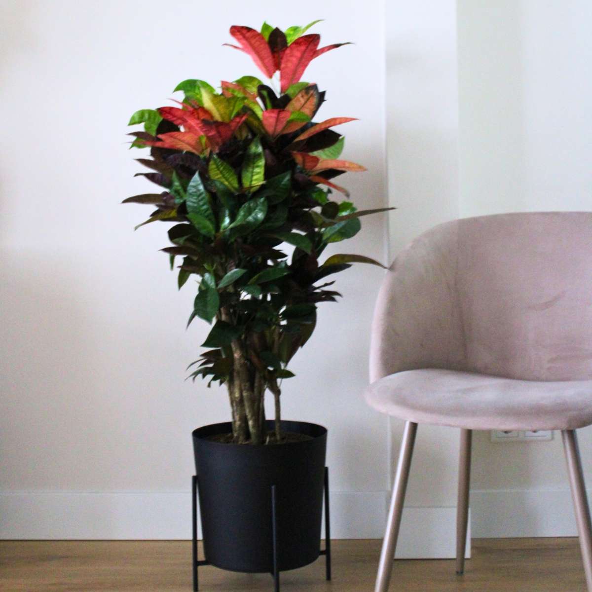 Croton - Codiaeum variegatum 'Mrs. Iceton' - Hauteur 90-100cm - Pot 27cm