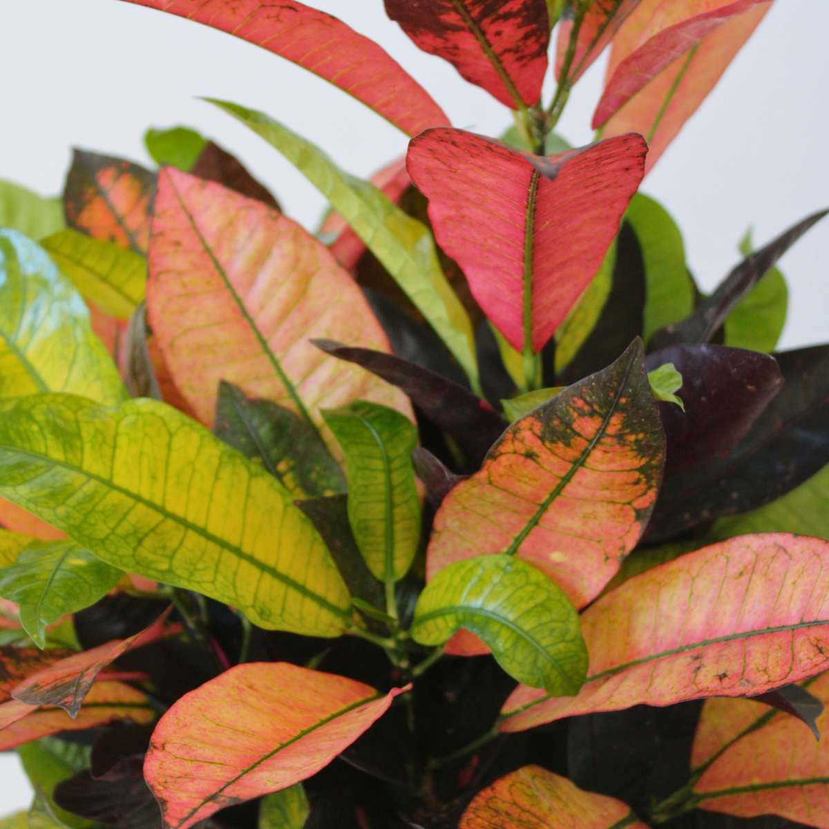 Croton - Codiaeum variegatum 'Mrs. Iceton' - Height 110-120cm - ⌀27cm