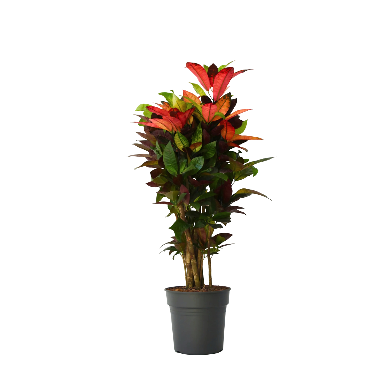 Croton - Codiaeum variegatum 'Mrs. Iceton' - Height 110-120cm - ⌀27cm
