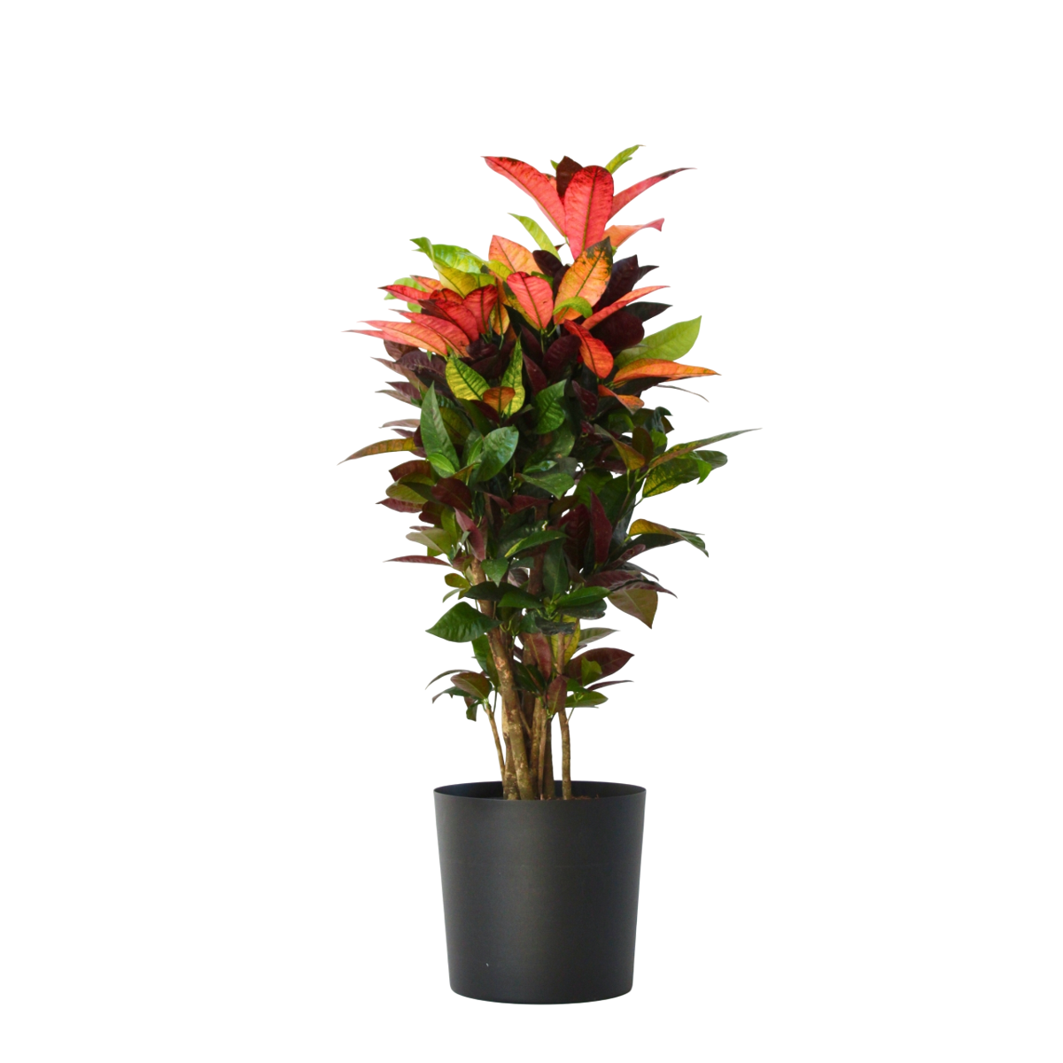Croton - Codiaeum variegatum 'Mrs. Iceton' - Hauteur 90-100cm - Pot 27cm