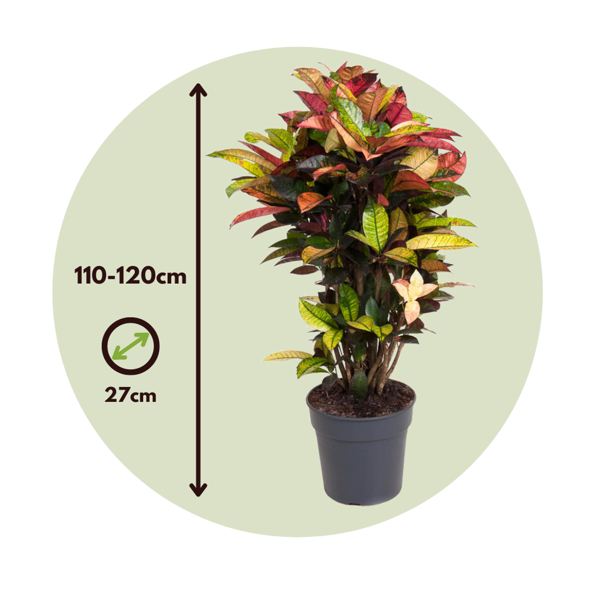 Croton - Codiaeum variegatum 'Mrs. Iceton' - Height 110-120cm - ⌀27cm - TD Plantz