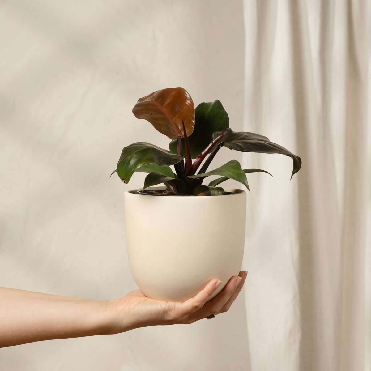 Plante verte - Philodendron 'Imperial Red' - Hauteur 50cm - ⌀19cm
