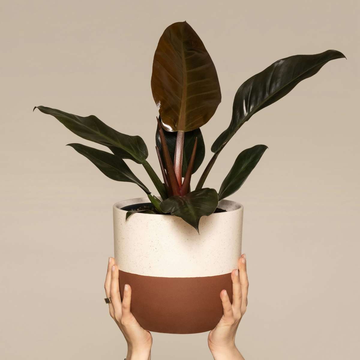 Plante verte - Philodendron 'Imperial Red' - Hauteur 50cm - ⌀19cm