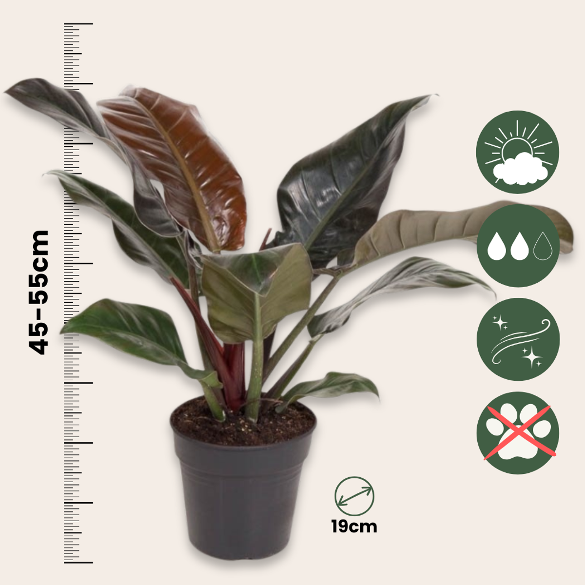 Plante verte - Philodendron 'Imperial Red' - Hauteur 50cm - ⌀19cm