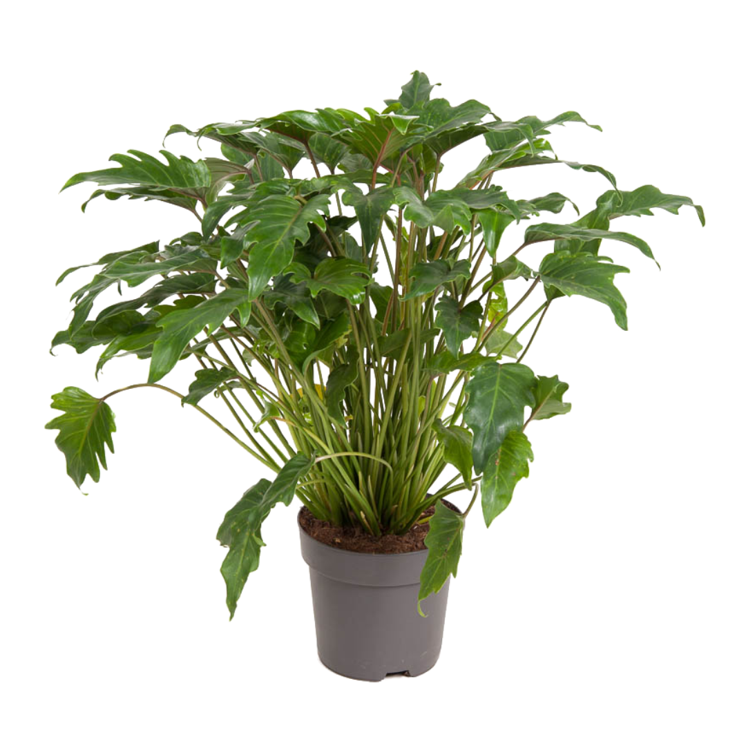 Plante verte - Philodendron 'Xanadu' - Hauteur 50-60cm - ⌀21cm - TD Plantz