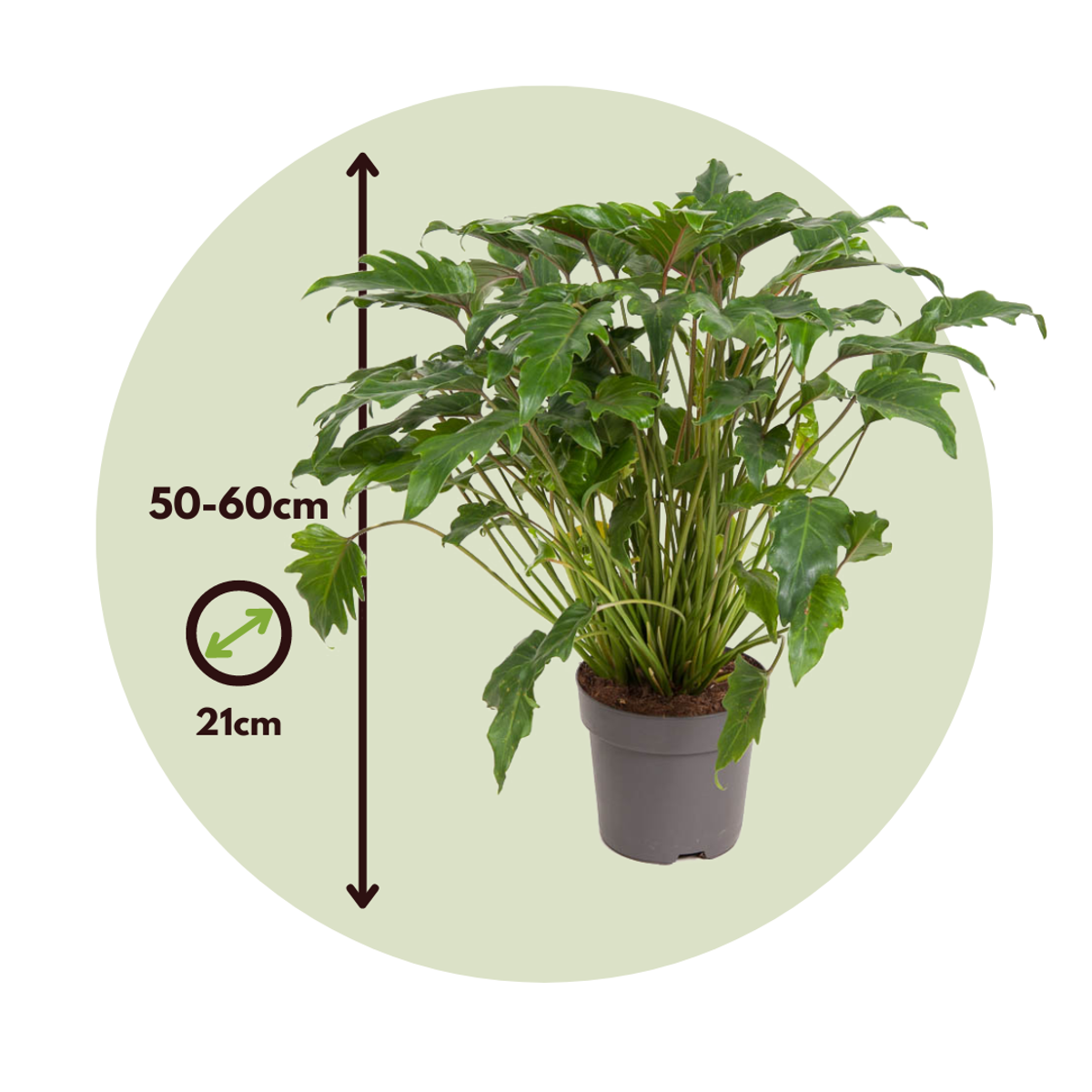 Plante verte - Philodendron 'Xanadu' - Hauteur 50-60cm - ⌀21cm - TD Plantz