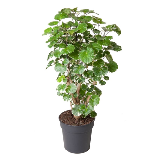 Arbre ombrelle - Polyscias 'Balfouriana' - Hauteur 70-80cm - ⌀19cm