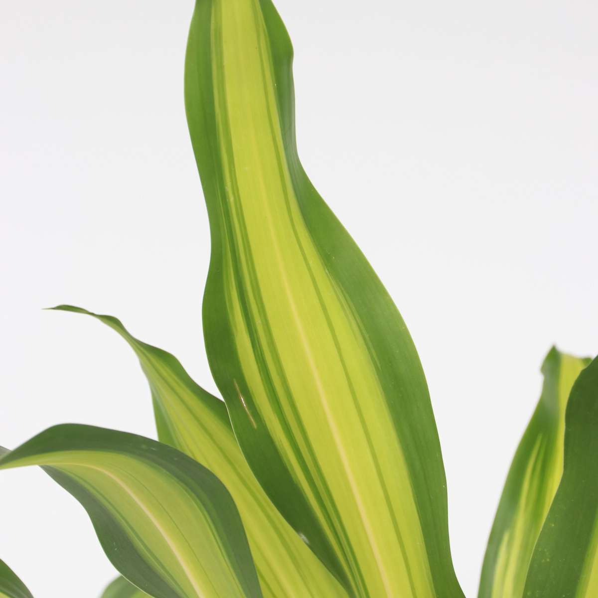 Corn plant - Dracaena fragrans 'Charley' - Height 100-110cm - ⌀24cm