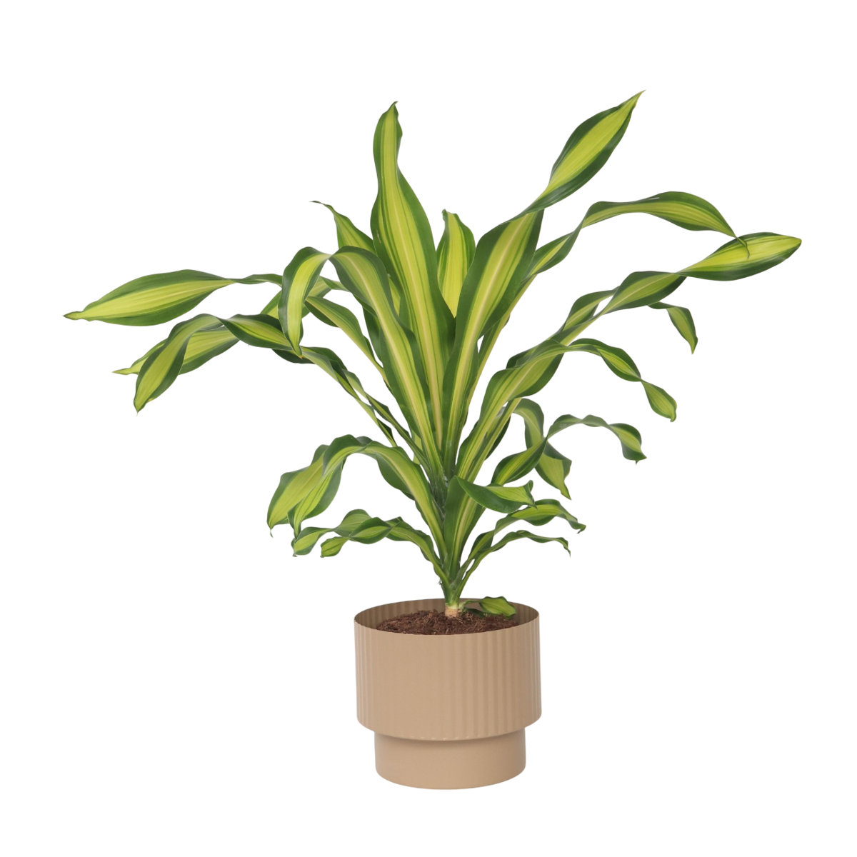 Corn plant - Dracaena fragrans 'Charley' - Height 100-110cm - ⌀24cm