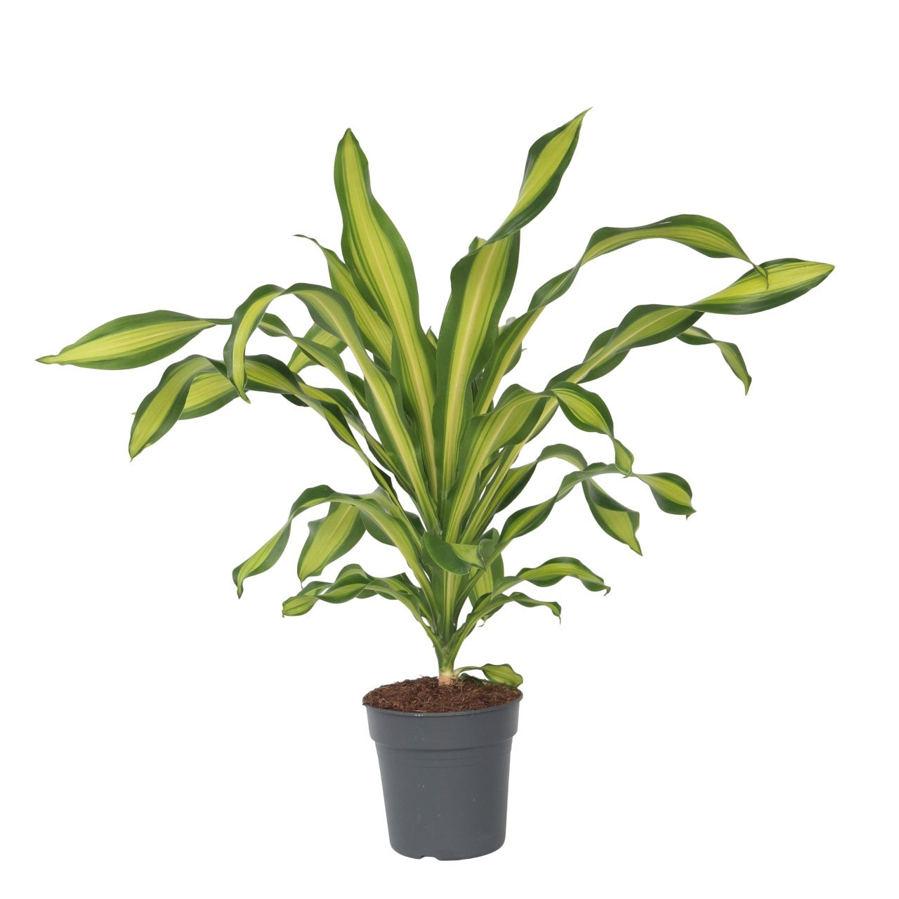 Corn plant - Dracaena fragrans 'Charley' - Height 100-110cm - ⌀24cm