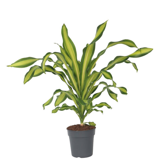 Dragonnier - Dracaena fragrans 'Charley' - Hauteur 100-110cm - ⌀24cm - TD Plantz