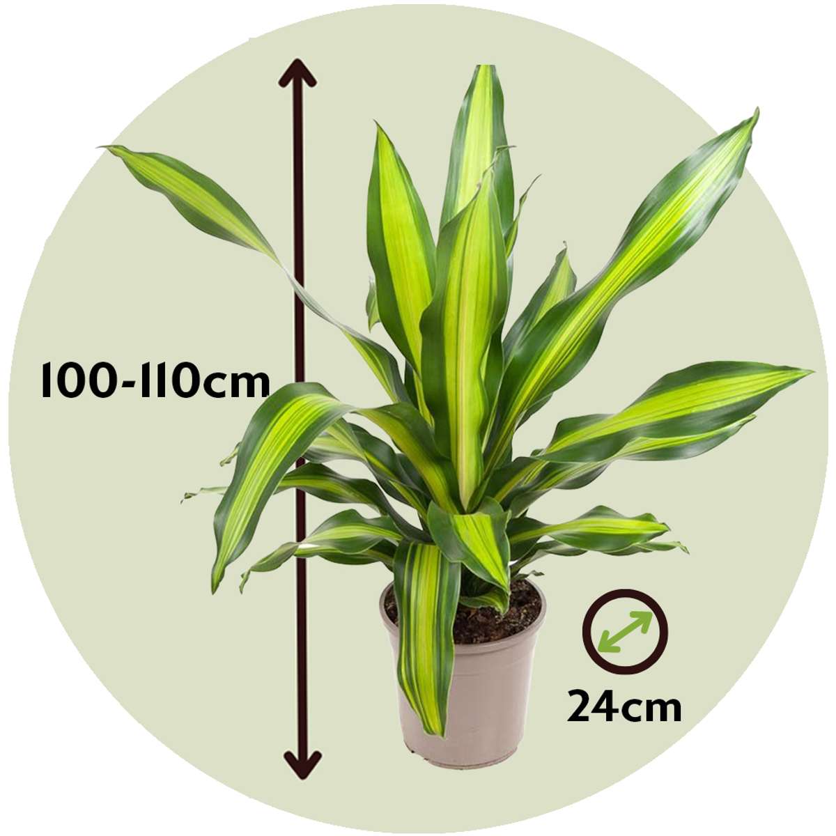 Corn plant - Dracaena fragrans 'Charley' - Height 100-110cm - ⌀24cm