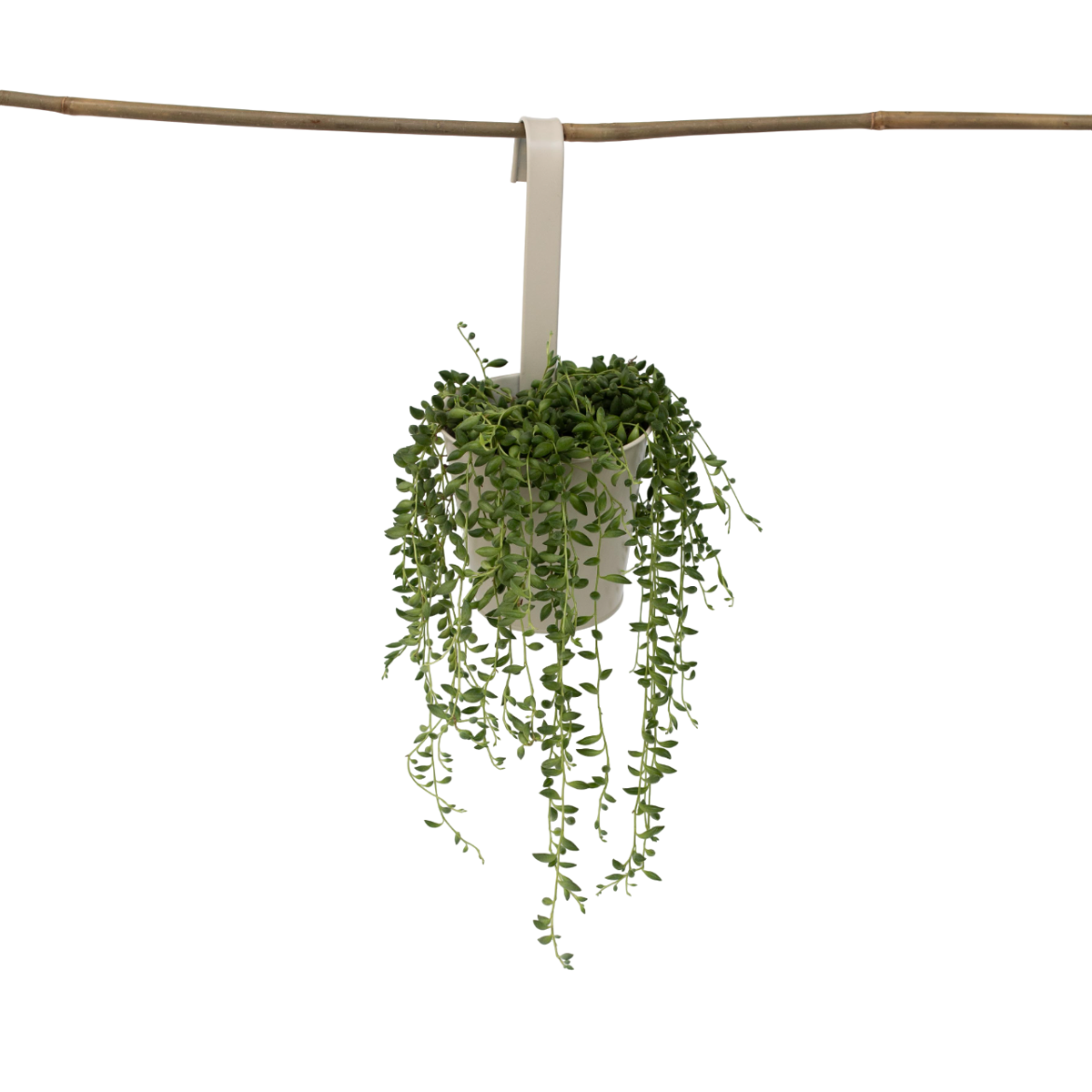 Plante collier de perles - Senecio rowleyanus - Hauteur 10-20cm - ⌀12cm