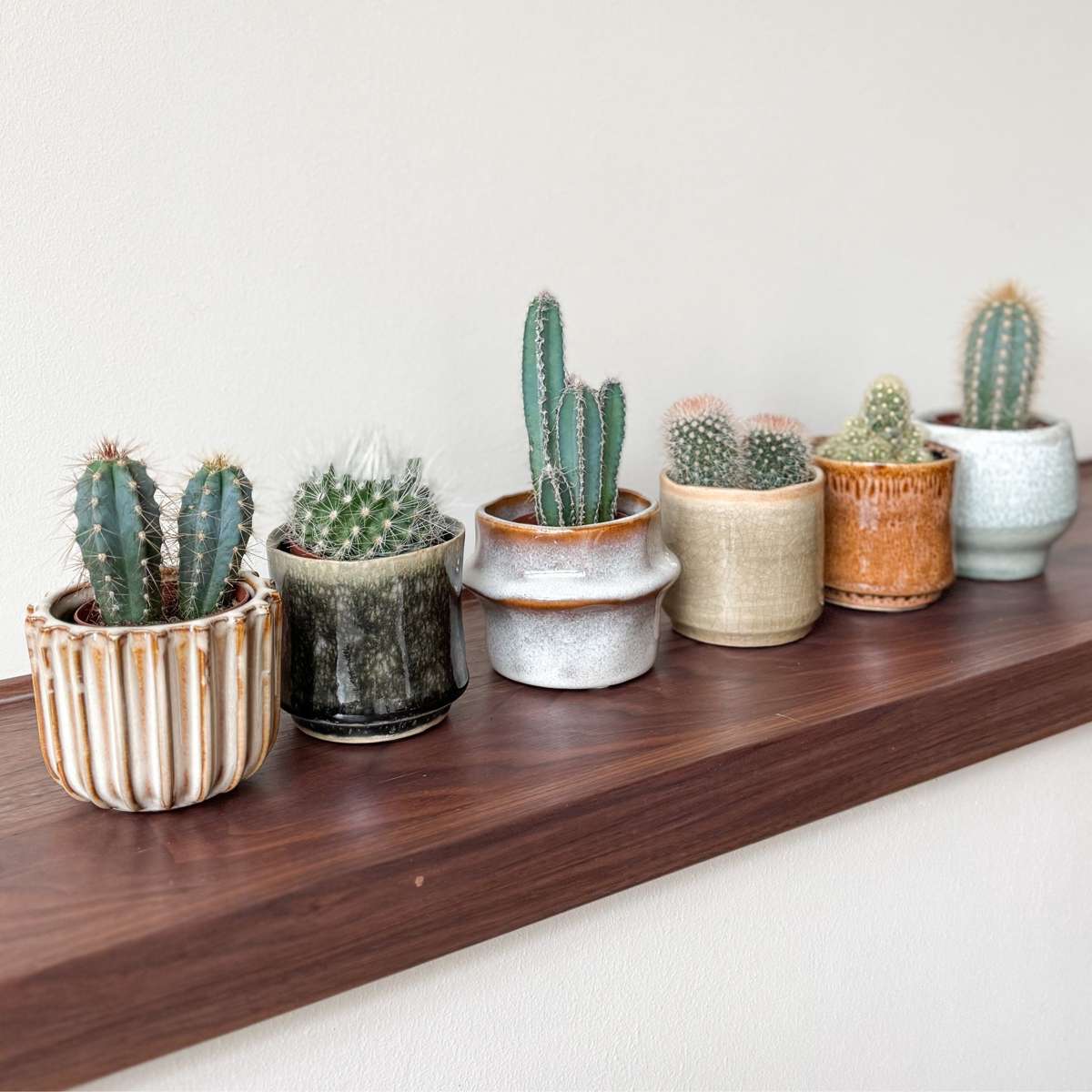 Mélange de mini cactus - Set de 60 - Cactus - Hauteur 5-10cm - ⌀5,5cm