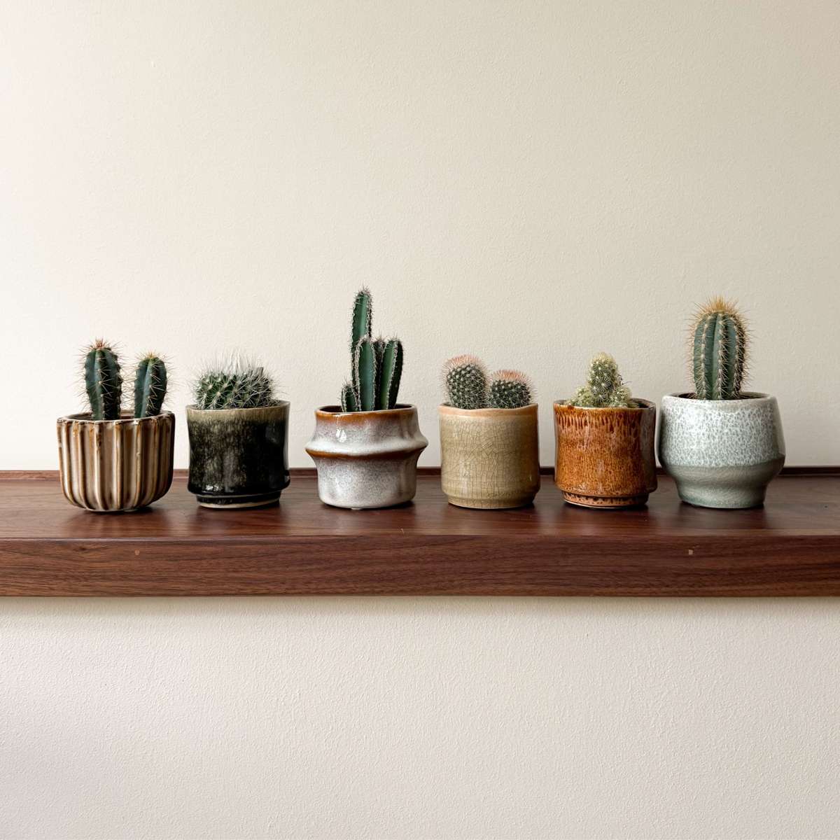 Mélange de mini cactus - Set de 60 - Cactus - Hauteur 5-10cm - ⌀5,5cm