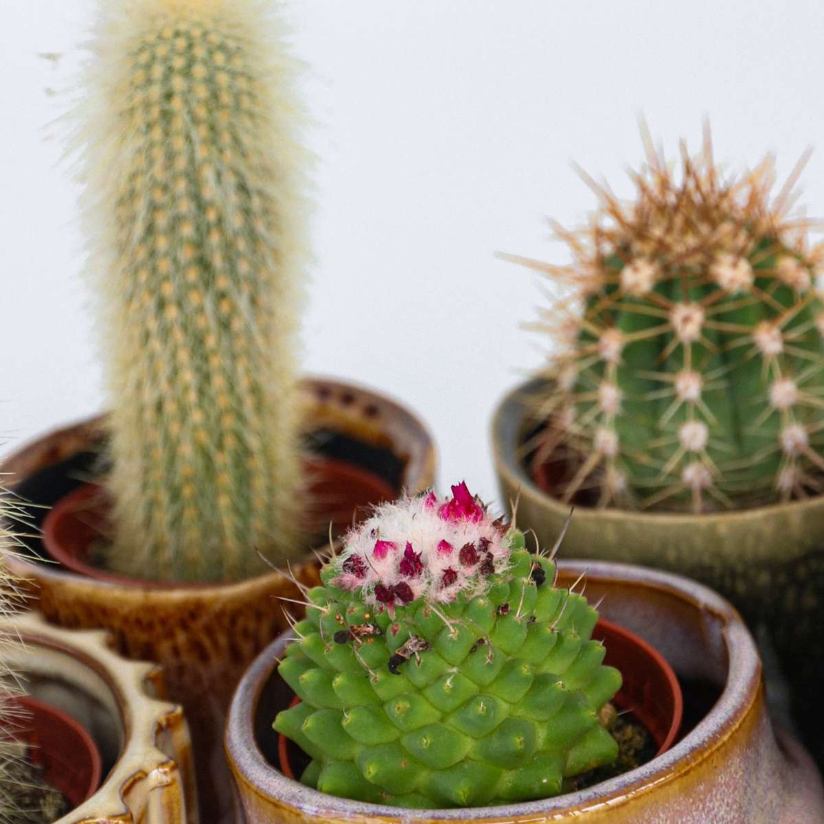 Small cacti - 6 pcs. - Cactus - Height 5-10cm - ⌀5,5cm