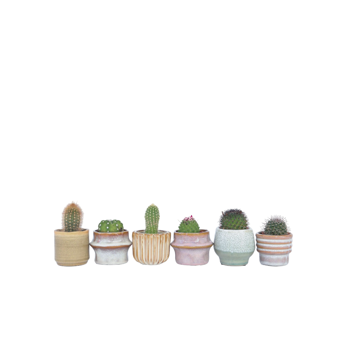 Small cacti - 6 pcs. - Cactus - Height 5-10cm - ⌀5,5cm