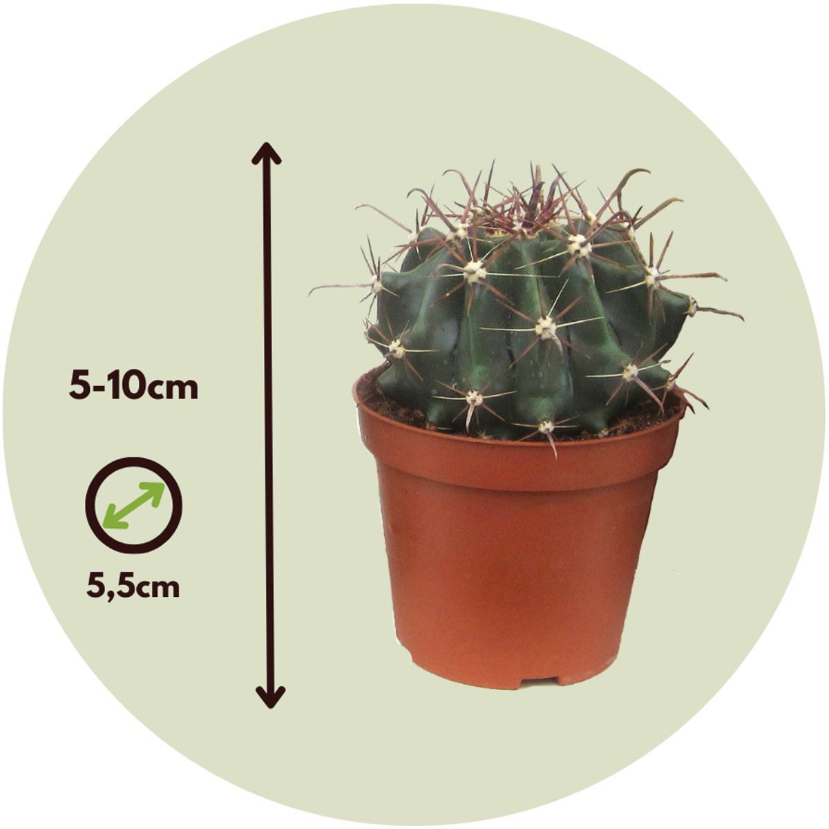 Small cacti - 12 pcs. - Cactus - Height 5-10cm - ⌀5,5cm