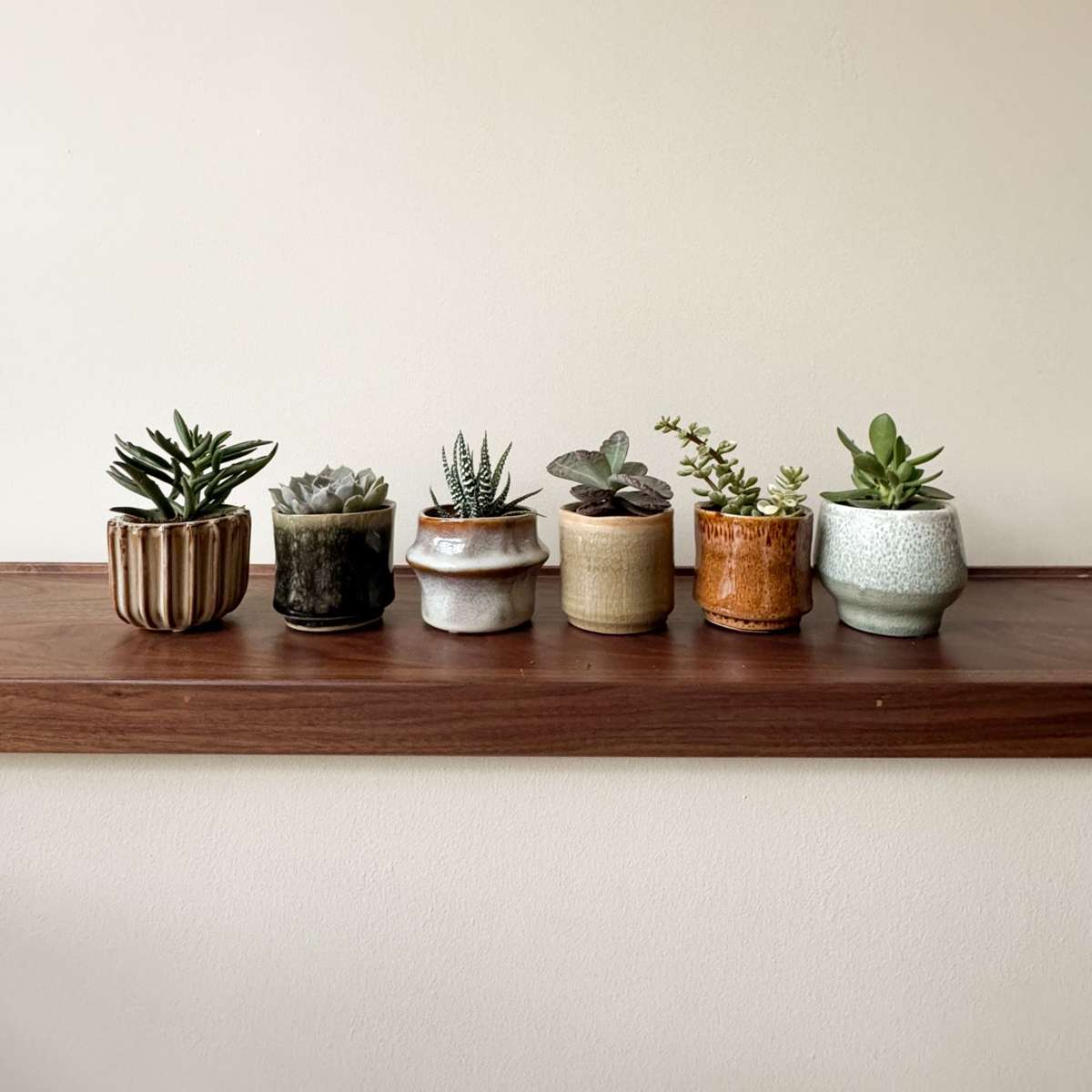 Mélange de petites succulentes - Set de 60 - Succulent Mix - H5-10cm - ⌀5,5cm