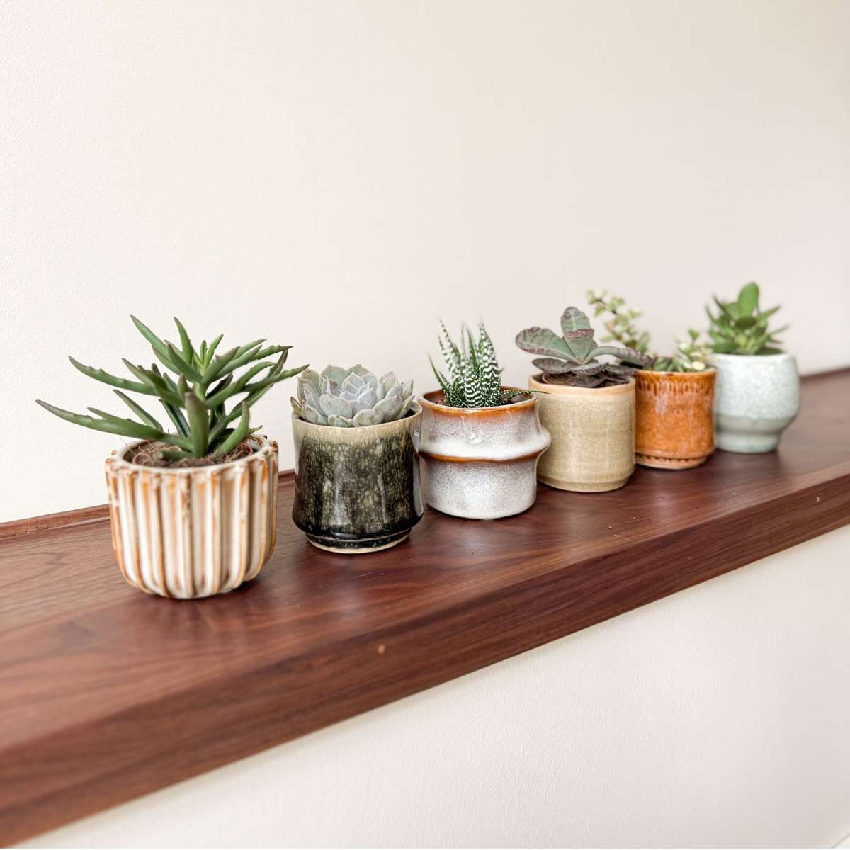 Mélange de petites succulentes - Set de 60 - Succulent Mix - H5-10cm - ⌀5,5cm