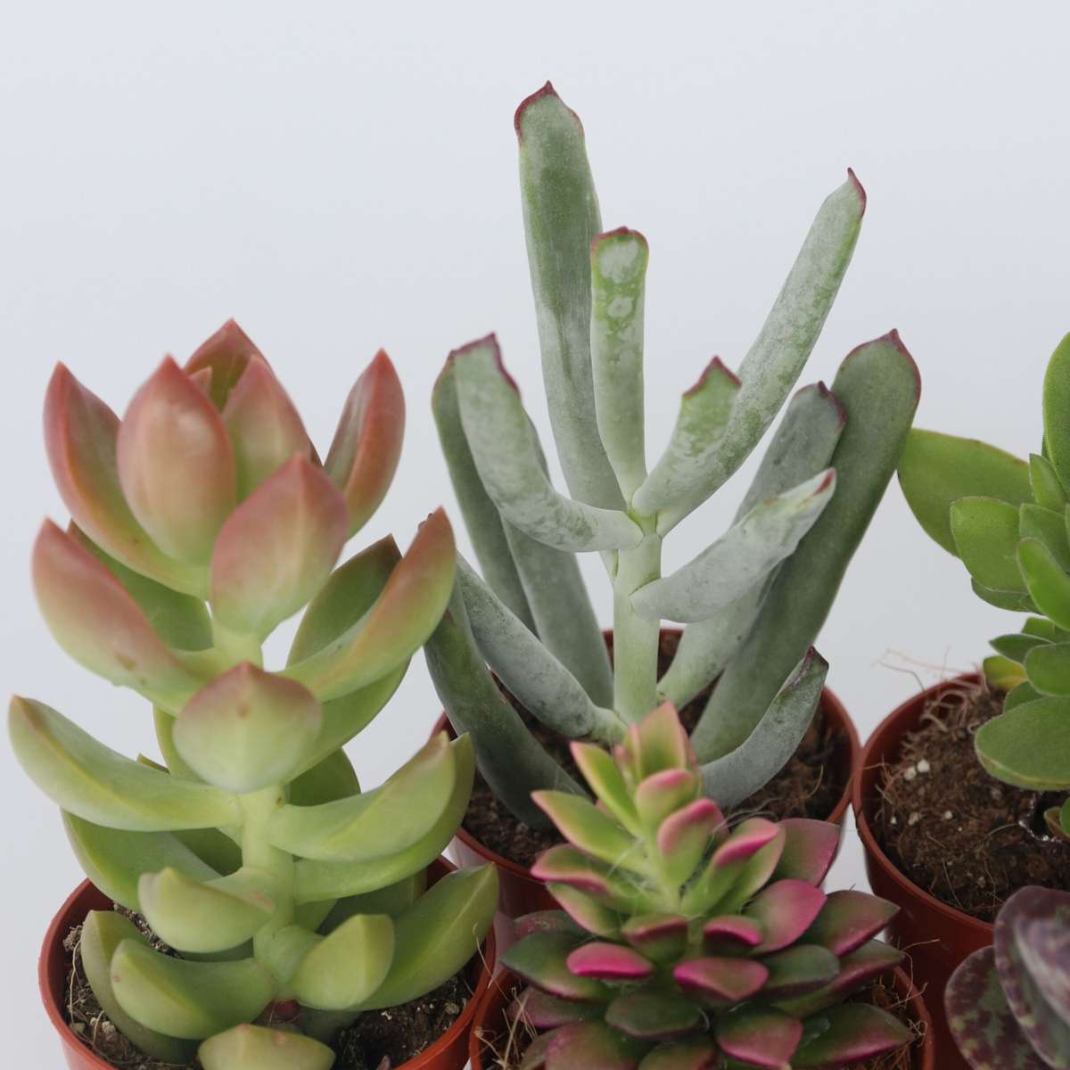 Mélange de petites succulentes - Set de 60 - Succulent Mix - H5-10cm - ⌀5,5cm