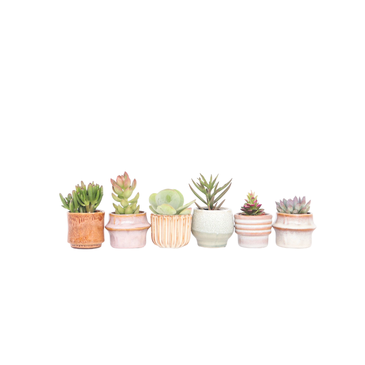 Mélange de petites succulentes - Set de 60 - Succulent Mix - H5-10cm - ⌀5,5cm