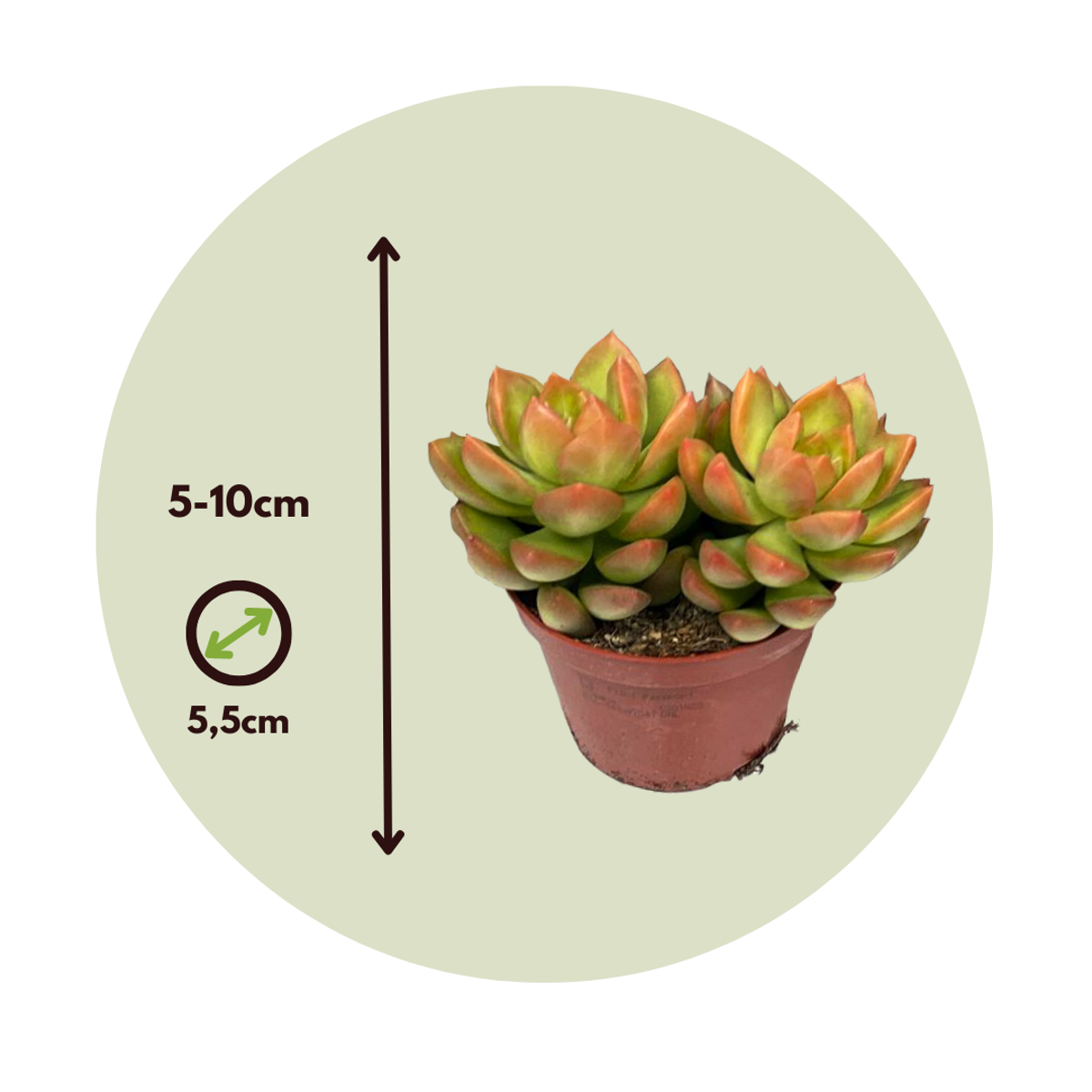 Mélange de petites succulentes - Set de 12 - Succulent Mix - H5-10cm - ⌀5,5cm