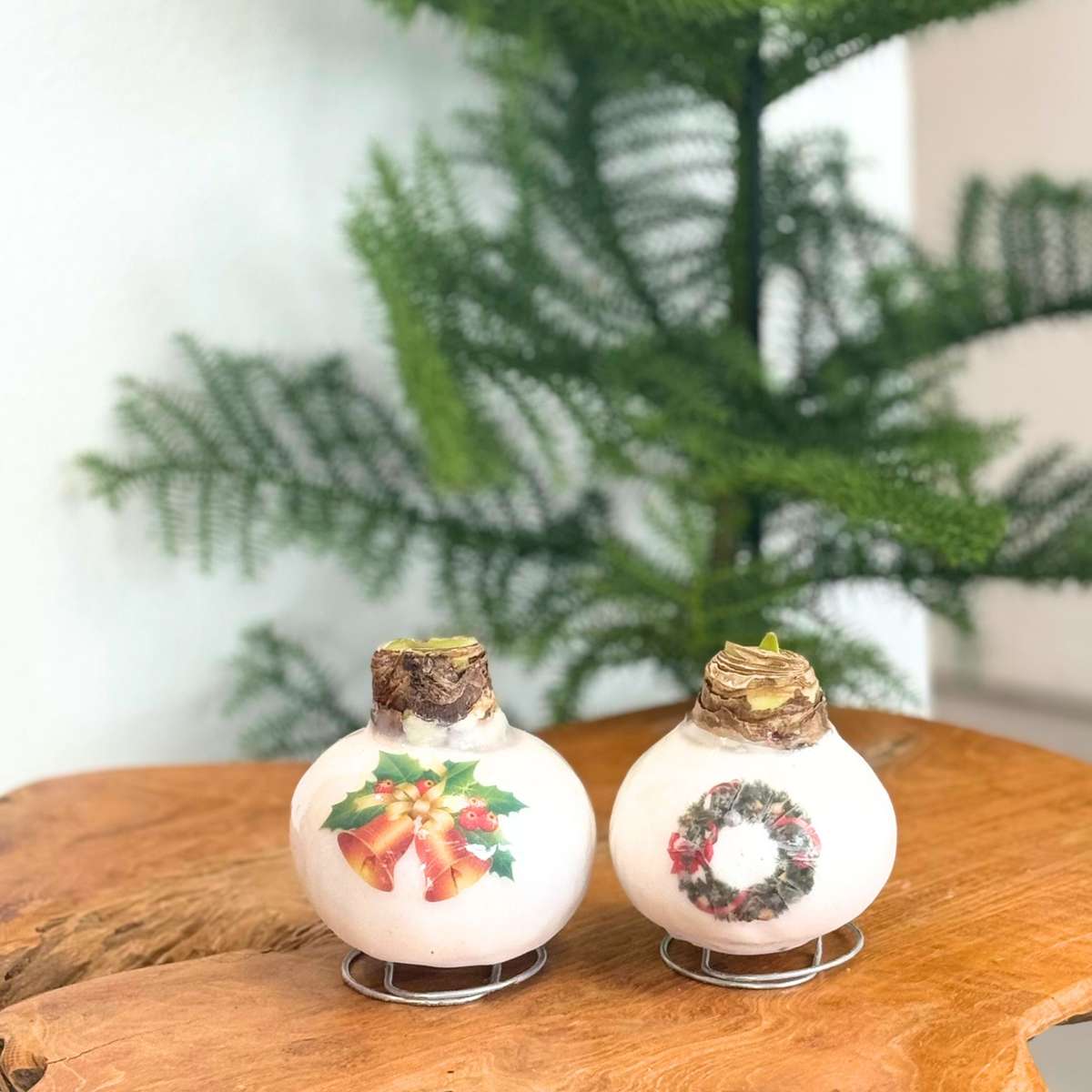 Amaryllis - Hippeastrum 'Clochettes en Cire de Porcelaine'