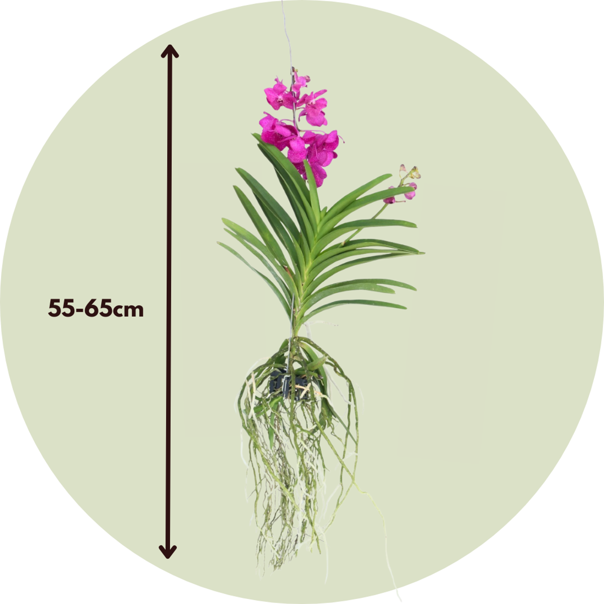 Orchidée - Vanda 'Tayanee Cerise' - Hauteur 55-65cm