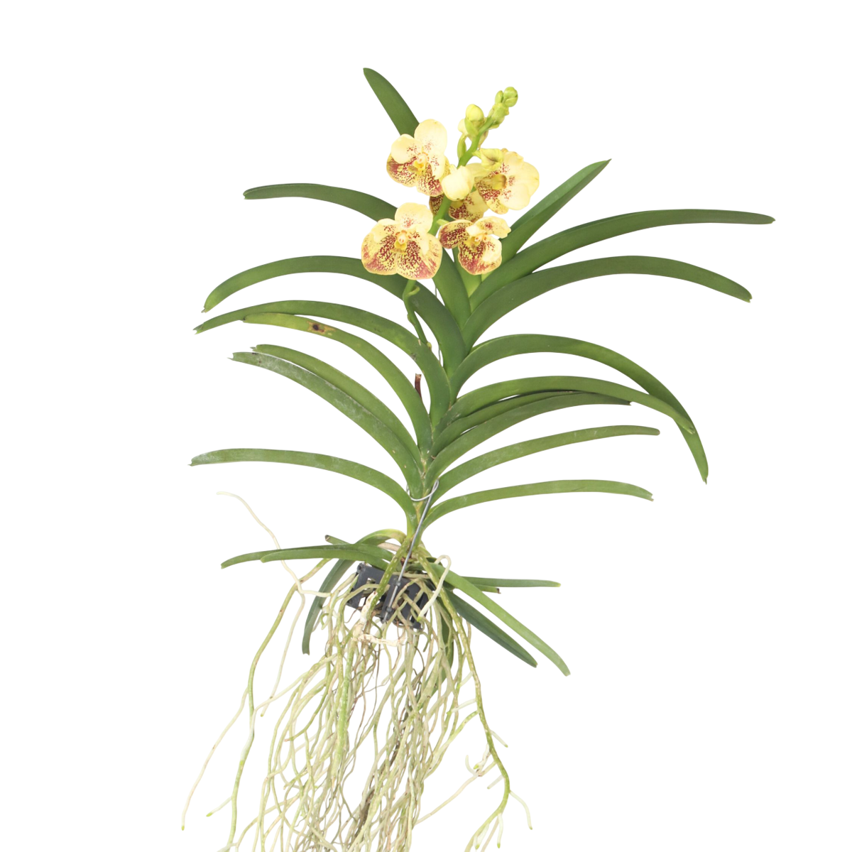 Vanda Orchid - Vanda 'Sunanda Yellow Henna' - Height 65-75cm