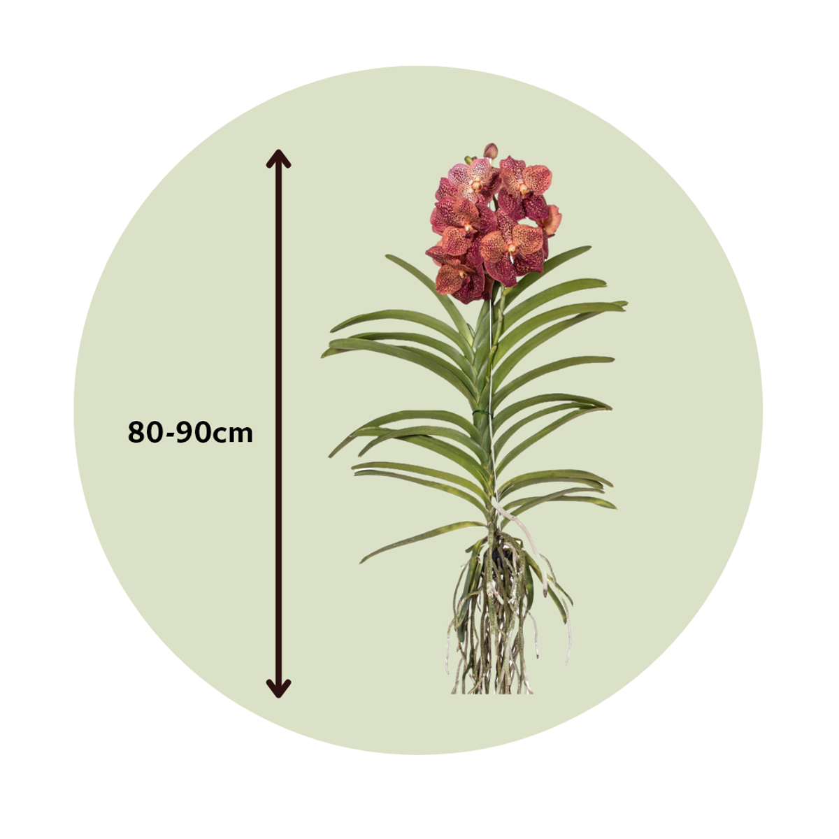Vanda Orchid - Vanda 'Leopard Coral' - Height 80-90cm