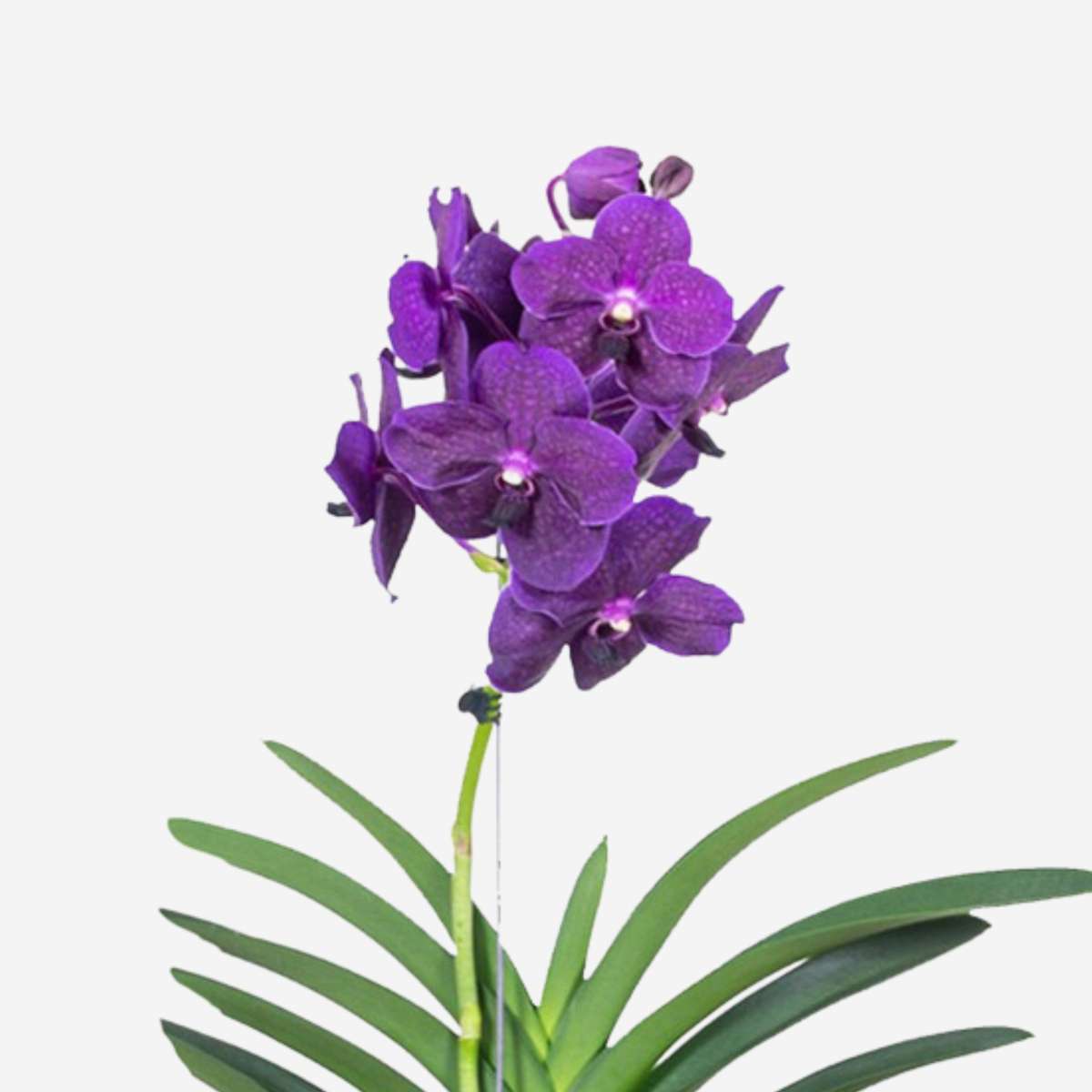 Orchidée - Vanda 'Velvet Blackberry' - Hauteur 80-90cm - TD Plantz