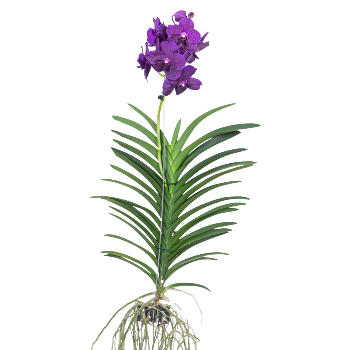 Orchidée - Vanda 'Velvet Blackberry' - Hauteur 80-90cm - TD Plantz