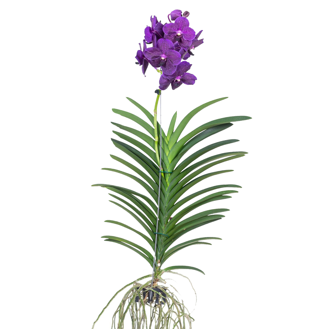 Orchidée - Vanda 'Velvet Blackberry' - Hauteur 80-90cm - TD Plantz