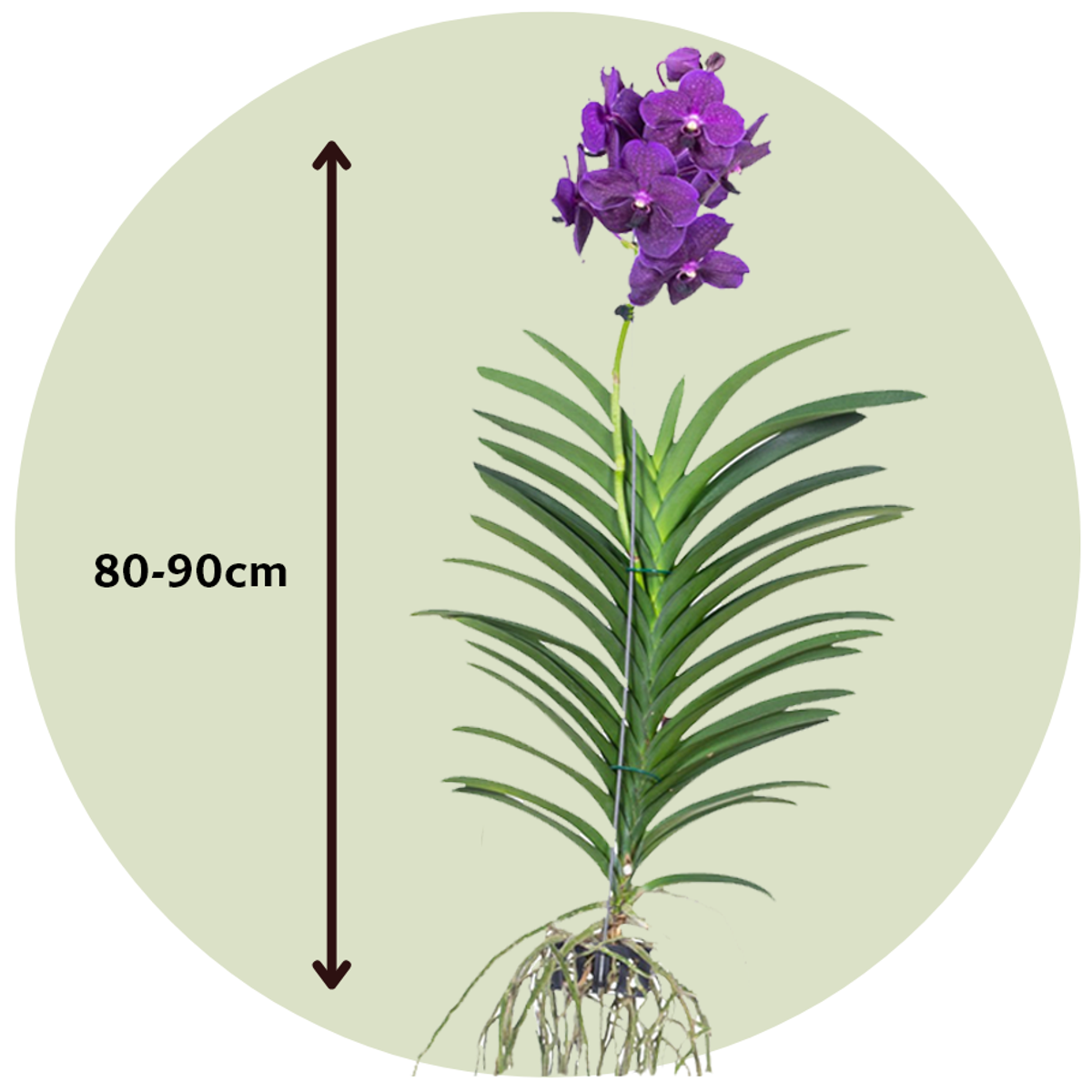 Orchidée - Vanda 'Velvet Blackberry' - Hauteur 80-90cm - TD Plantz