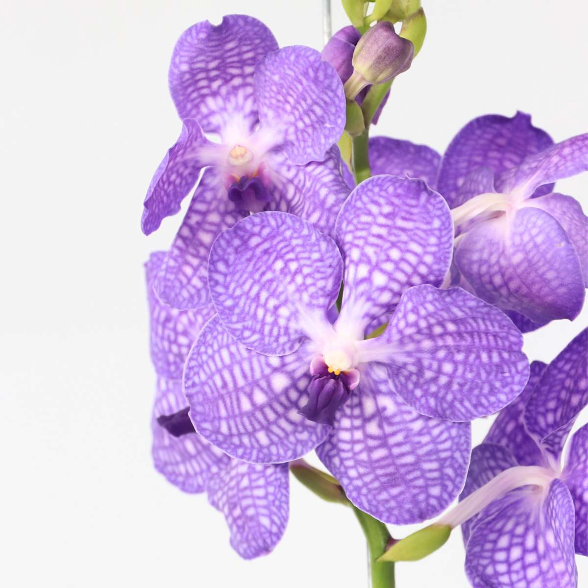 Vanda Orchid - Vanda 'Blue' - Height 55-65cm