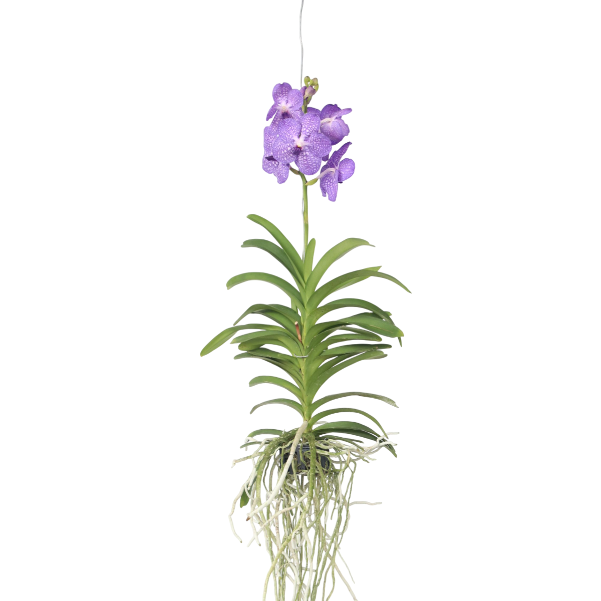 Vanda Orchid - Vanda 'Blue' - Height 55-65cm