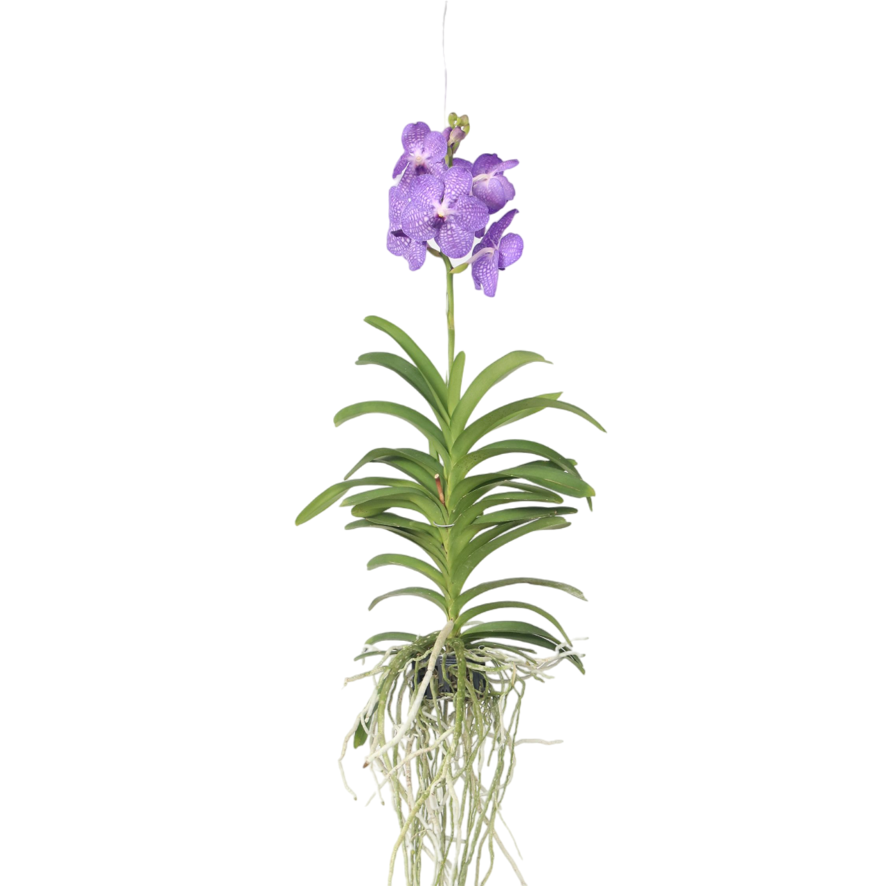 Vanda Orchid - Vanda 'Blue' - Height 55-65cm