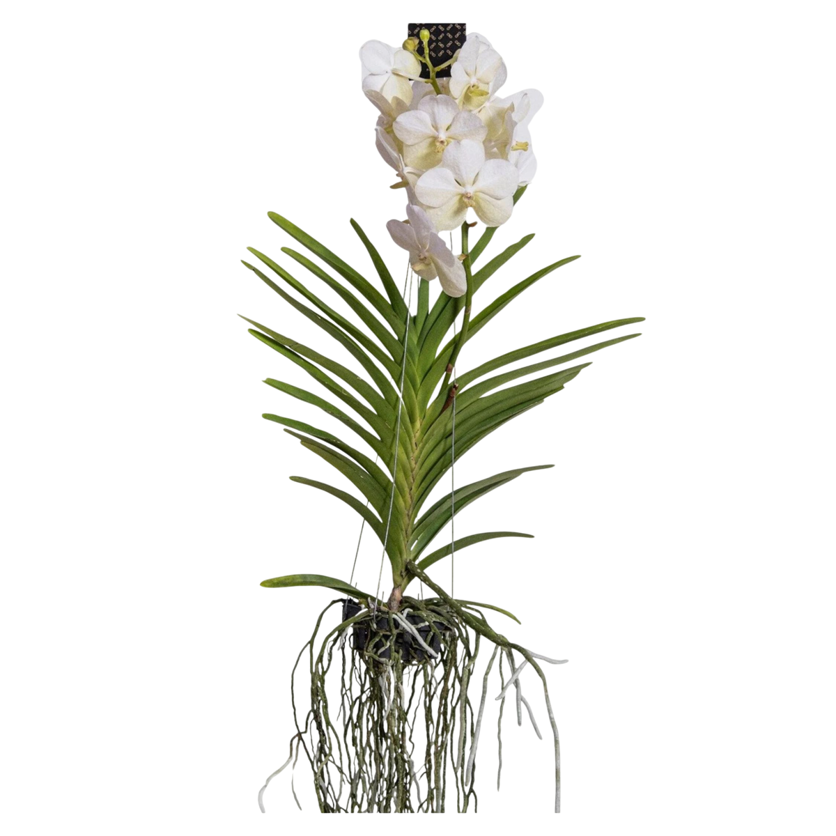 Vanda Orchid - Vanda 'White' - Height 55-65cm