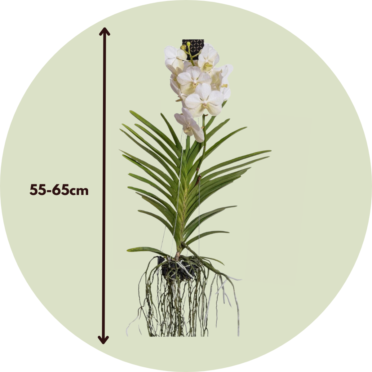 Vanda Orchid - Vanda 'White' - Height 55-65cm