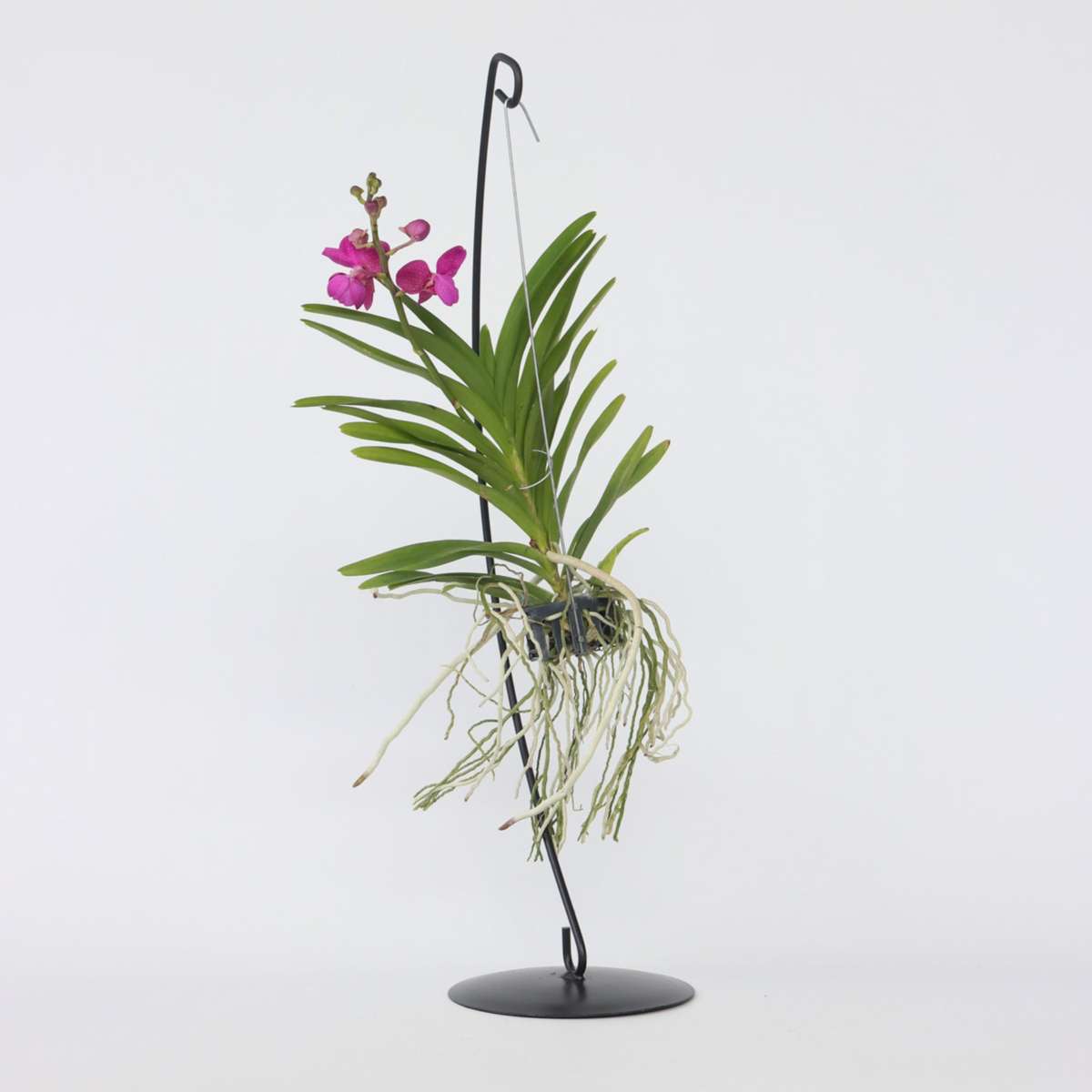 Vanda Orchid - Vanda 'Pink' - Height 45-55cm