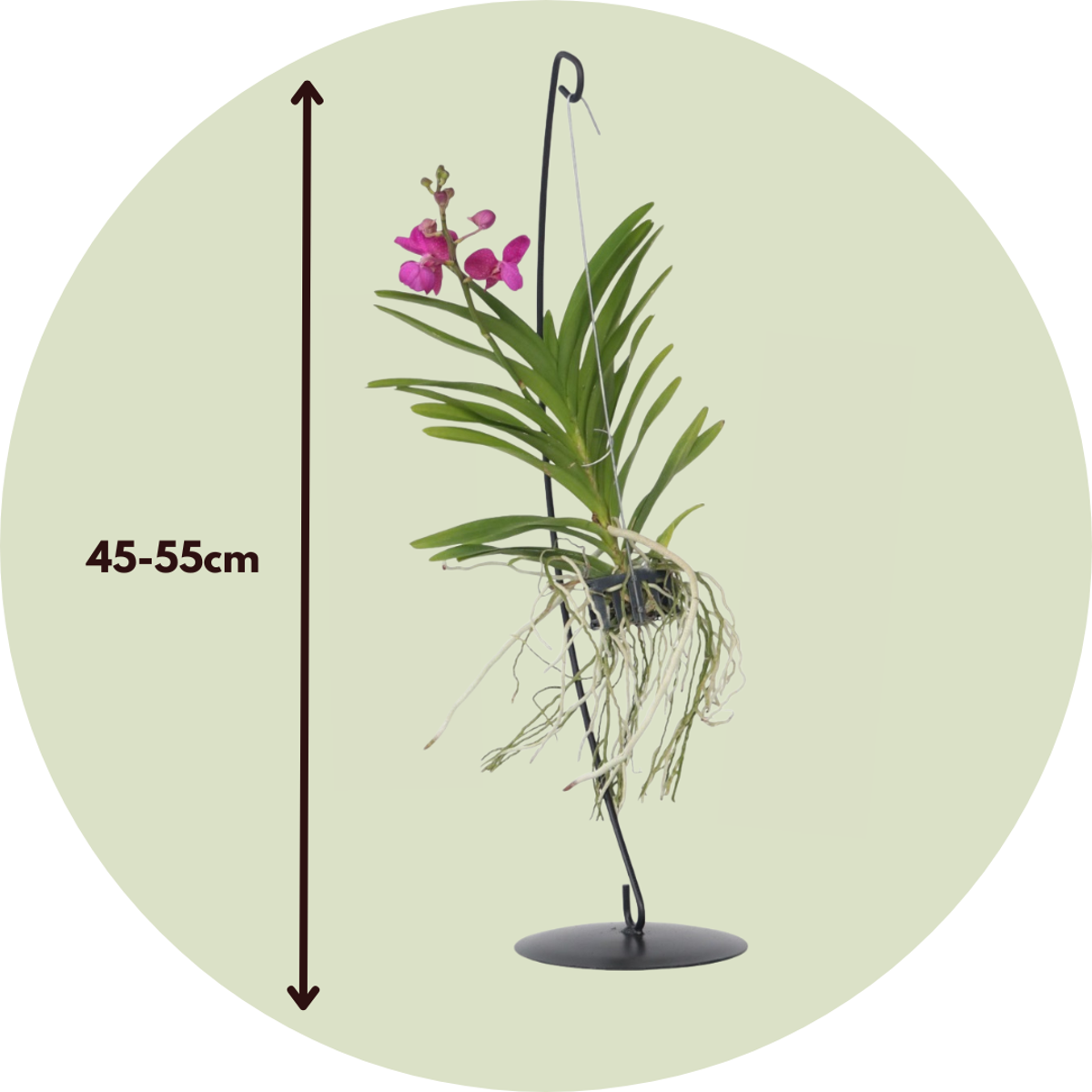 Vanda Orchid - Vanda 'Pink' - Height 45-55cm