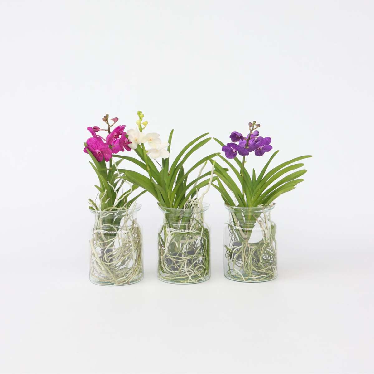 Vanda Orchid - Vanda 'White' - Height 40-50cm - ⌀14cm