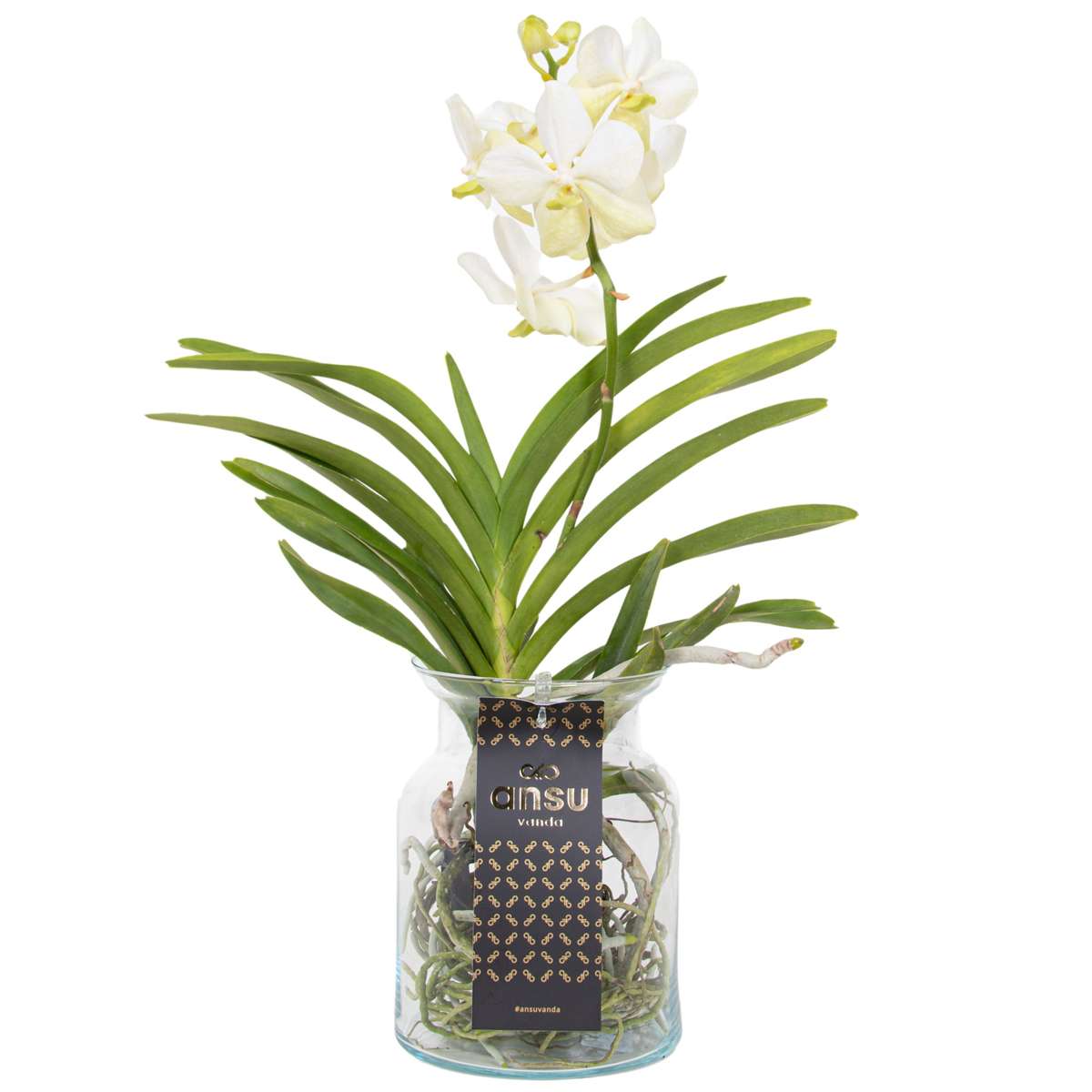 Vanda Orchid - Vanda 'White' - Height 40-50cm - ⌀14cm