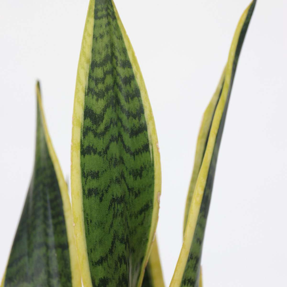 Langue de belle-mère - Sansevieria trifasciata Laurentii - H40-50cm - ⌀14cm